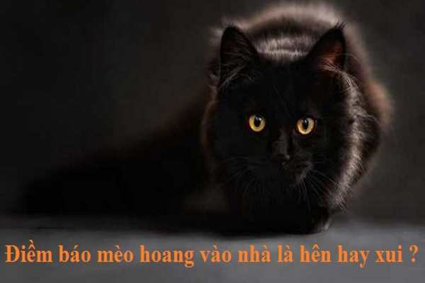 Mèo kêu mèo vào nhà là điềm báo gì