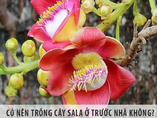 Có nên trồng cây sala trước nhà hay không?