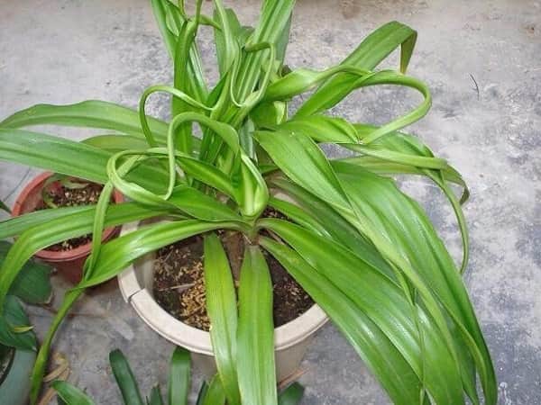 Ngải tổ là 1 trong các loại ngải quý