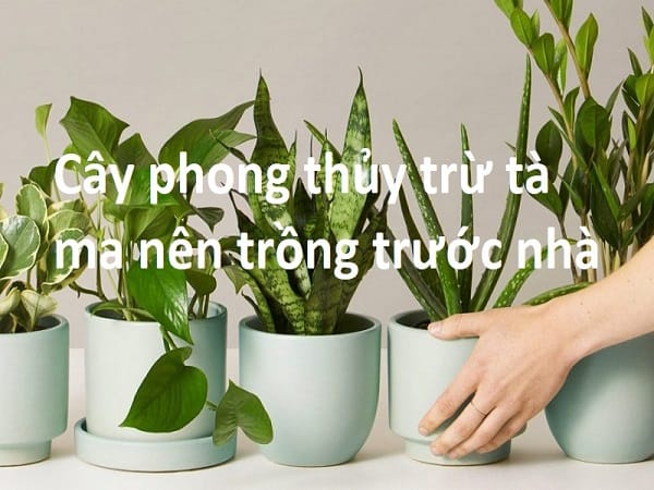 Tác dụng xua đuổi tà ma của cây cối