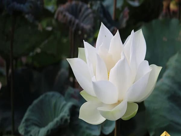 Nên cúng Dường Phật Bảo (Tượng Phật, Chùa Chiền) những gì