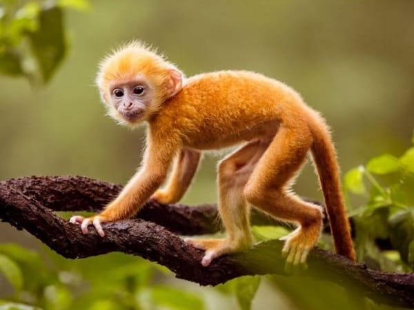 Tổng quan tử vi tuổi Canh Thân ngày 5/12