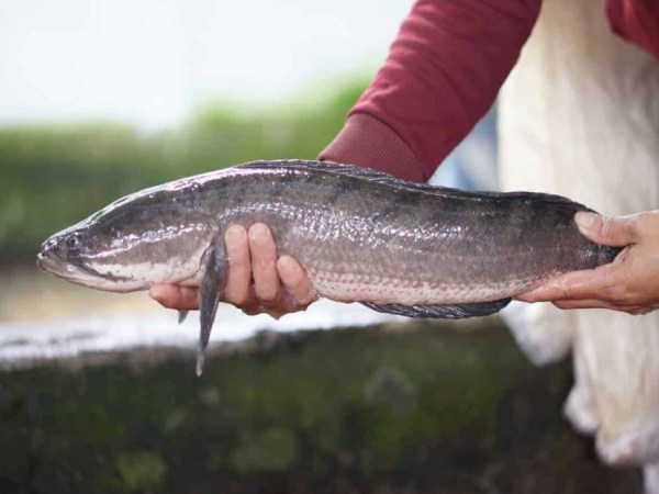 Cá lóc số mấy theo dân gian? Cá lóc số mấy theo dân gian?