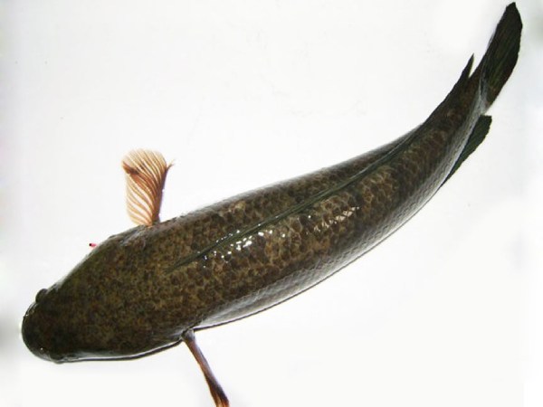 Cá lóc số mấy và ý nghĩa biểu tượng trong văn hóa Việt