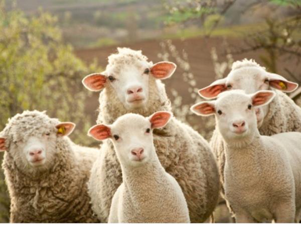 Con cừu số mấy? Giải mã ý nghĩa con cừu theo phong thủy
