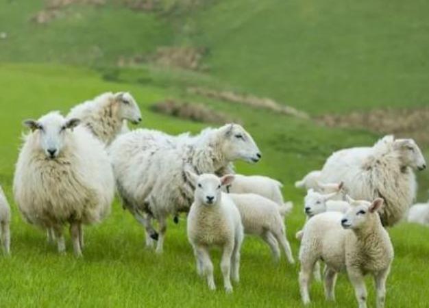 Ý nghĩa con cừu trong giấc mơ và cách luận số