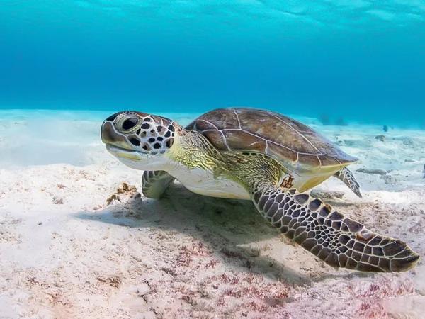 Con rùa số mấy và ý nghĩa rùa trong phong thủy dân gian