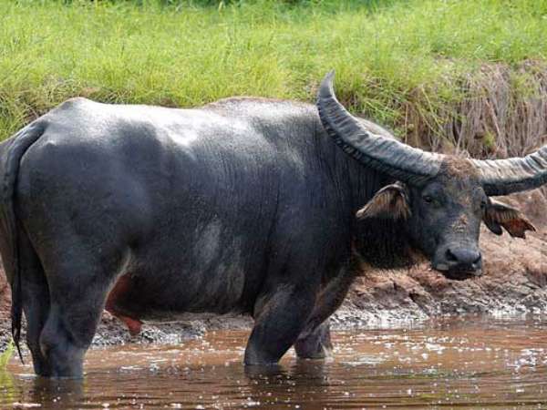 Hé lộ các con số may mắn ngày 2/4/2026 tuổi Ất Sửu 1985