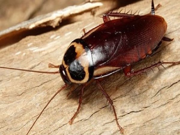 Con gián số mấy và hé lộ con số lộc khi mơ thấy con gián