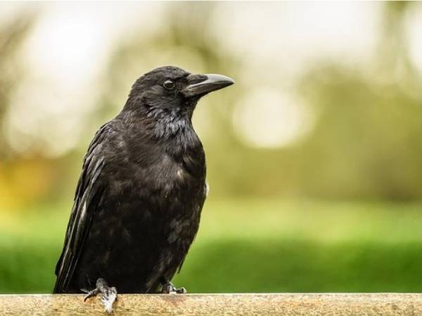 Con quạ số mấy theo quan niệm dân gian?