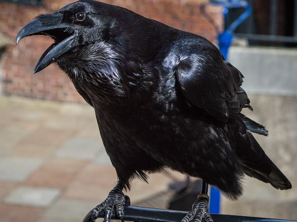 Ý nghĩa con quạ số mấy có thể mang lại tài lộc bất ngờ?