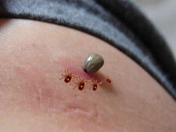 Con ve chó là gì, số mấy, luận giải những con số gặp may