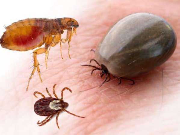 Con ve chó số mấy theo từng trường hợp