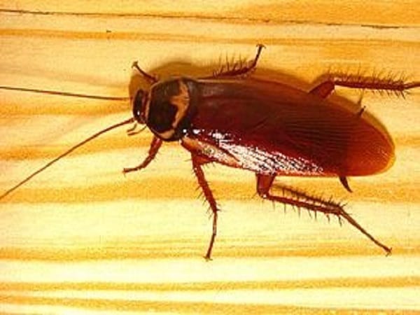 Ý nghĩa biểu tượng của gián trong cuộc sống