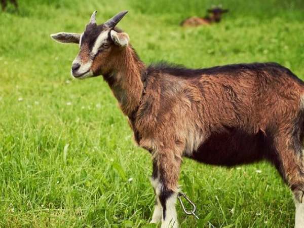 Tử vi vận trình tuổi Mùi ngày 3/4/2026