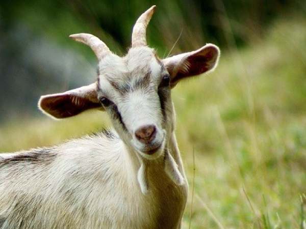 Tử vi con số may mắn ngày 3/4/2026 tuổi Mùi đón tài lộc