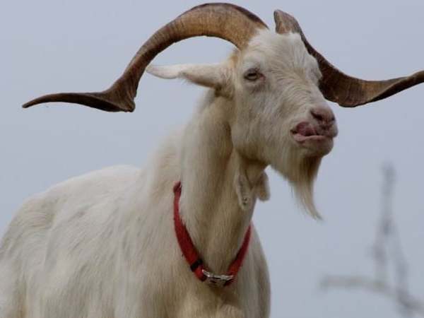 Con số may mắn tuổi Mùi ngày 3/4/2026 theo từng tuổi