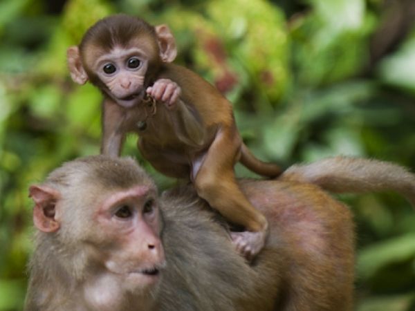 Con số may mắn ngày 5/4 tuổi Thân rước tài rước lộc