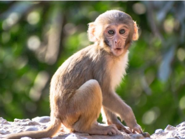 Tổng quan tử vi tuổi Thân ngày 5/4